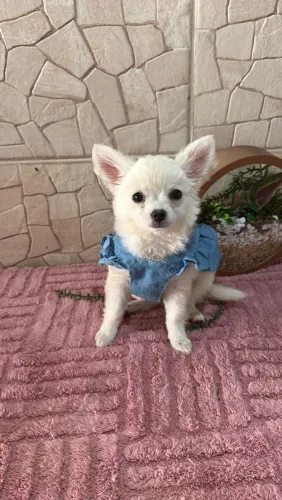 Chihuahua fêmea com pedigree cbkc
