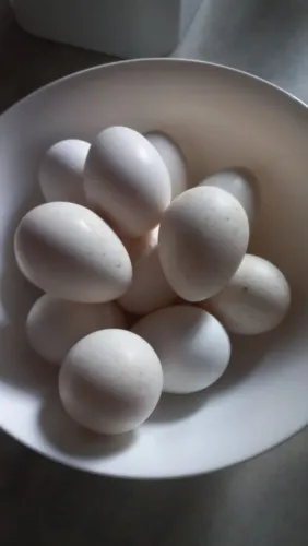 Ovos de peru