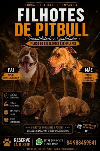 Filhote de Pitbull