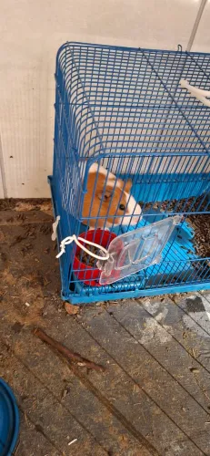 Porquinho  da Índia 