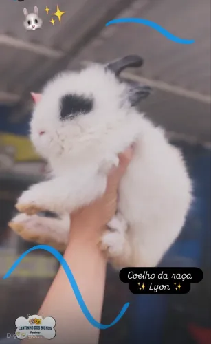 Coelhos raça LYON