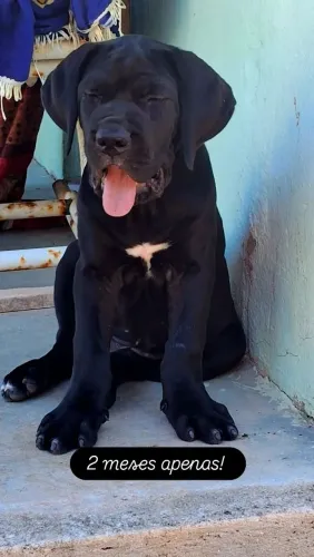 Cane corso italiano