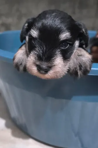 Schnauzer miniatura fêmeas preto e prata