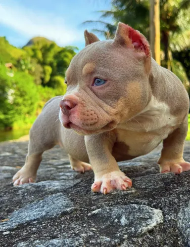 American bully micro