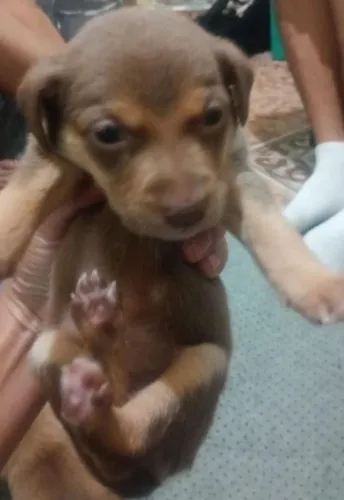 Pinscher femea