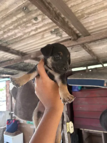 Doando filhotes 1 mês 2 fêmeas 2 machos disponíveis 