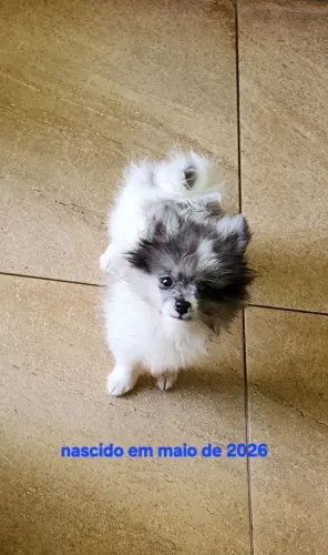 Spitz Alemão Anão macho
