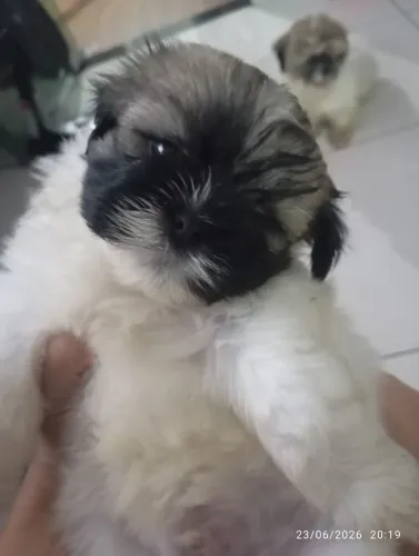 Filhote de shihtzu puro 