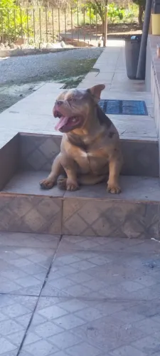 American bully micro monta disponível