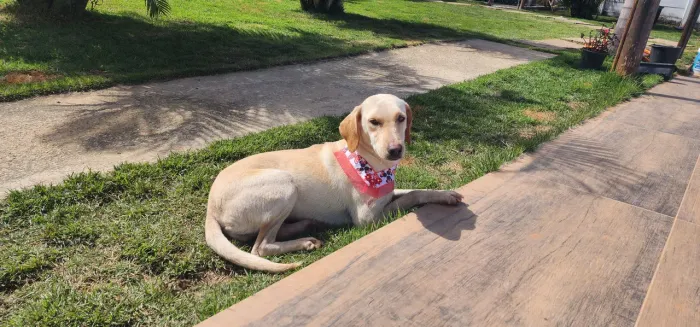 Labrador Femea - 8 meses - Doação. 