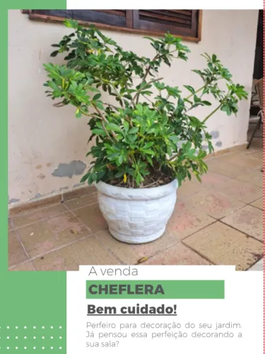 PLANTA CHEFLERA 