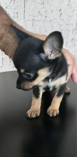 Pinscher mini disponível