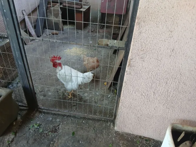 Vende um casal de galinhas caipira. Criadas soltas n milho