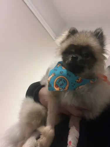 Vendo Filhote de Spitz Alemão 