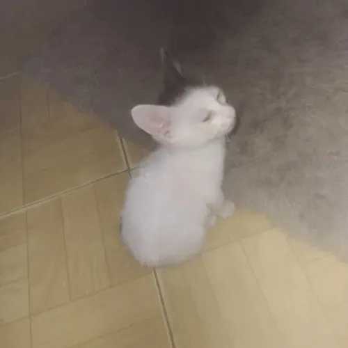 Gatinho branco com manchas pretinhas macho