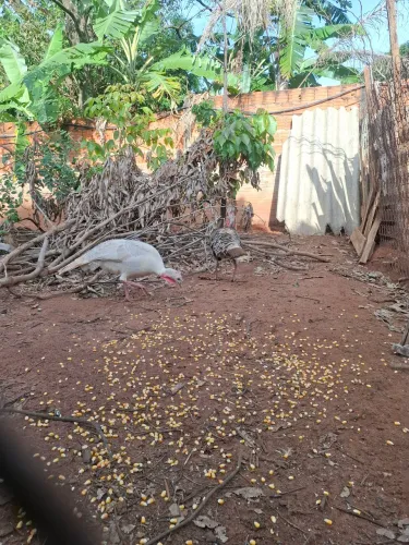 Peruas