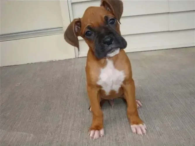Filhotes De Boxer - Diga Oi Para Seu Novo Melhor Amigo!