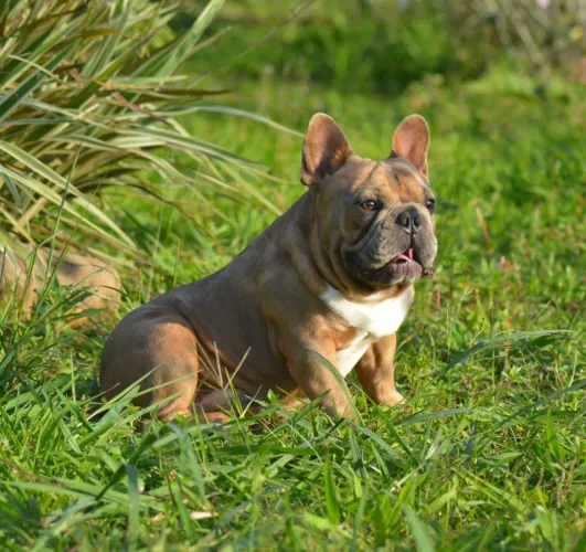 Buldogue francês 