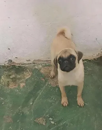 Pug fêmea próximo ciu