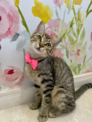 Adoção Responsável 