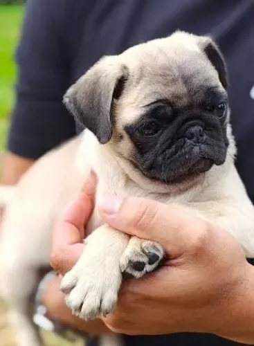 Pug filhotes