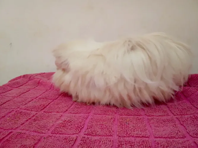 Porquinhos da índia macho