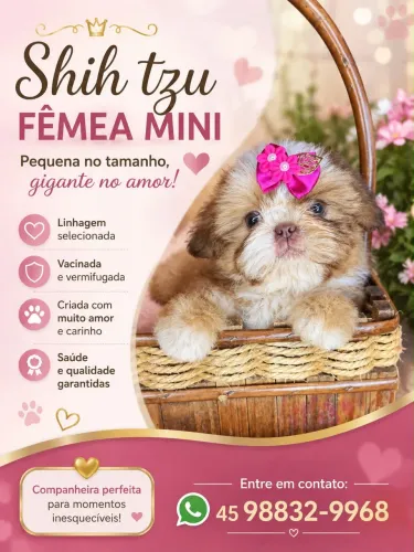 Shihtzu mini