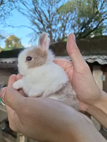 Coelhos mini e anões