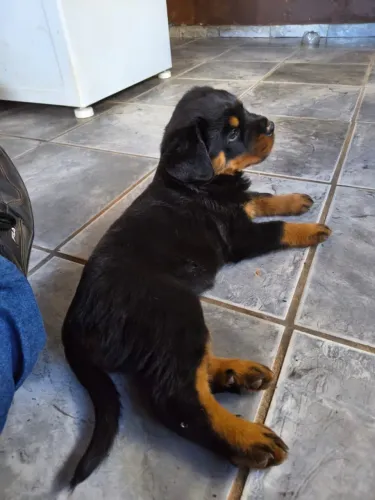 Filhotes de Rottweiler 