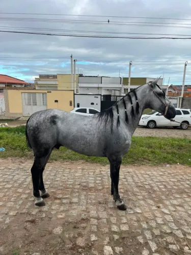 Cavalo tordilho sem registro de marcha picada 