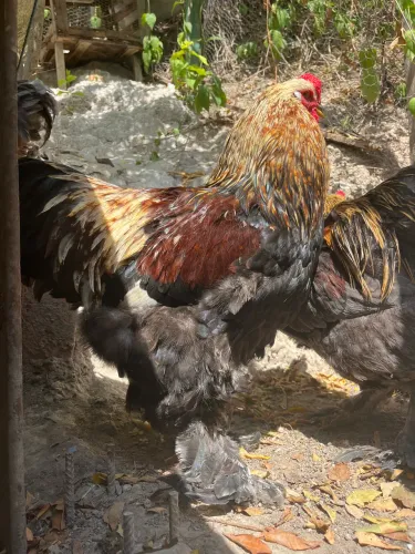 Galinha Brahma (galo)