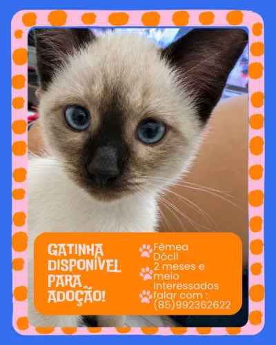 Doação Gatinha Siamesa 