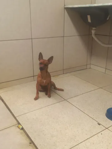Cachorro pincher 1