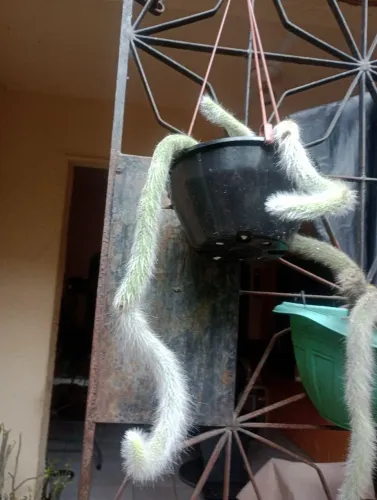 Cacto rabo de macaco 