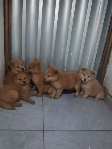 Chow Chow