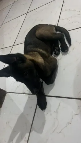 Filhote Malinois