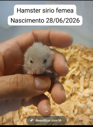 Hamster sirio nascido dia 28/06/2026