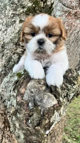 Shih-Tzu Perfeito Para Sua Família