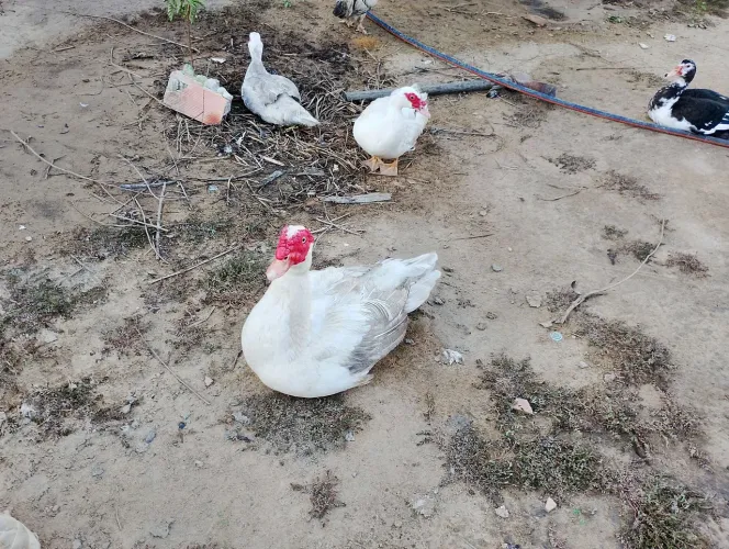 Vendo 5 patos de raça Paysandu e gigante alemão