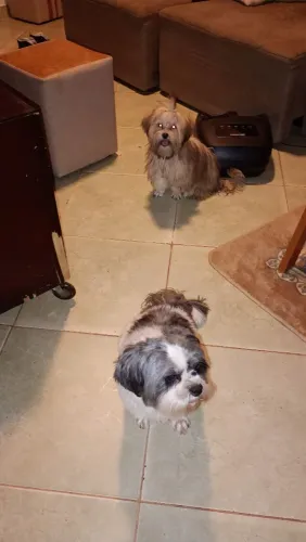 Um casal de cachorro Shitzu