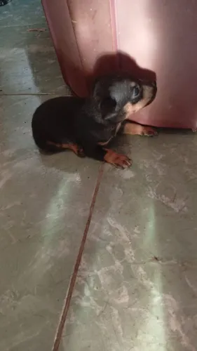 Pincher 1