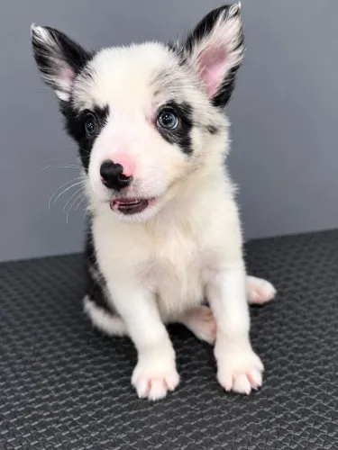 BORDER COLLIE COM PEDIGREE 