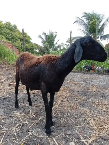 Borrego Santa Inês