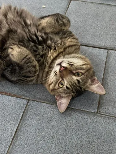Gatinho pra doação 