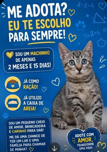 Gatinhos pra Adoção
