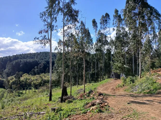 Chácara em Postema Campo Alegre SC