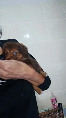 Doação de cachorrinha filhote mistura de yorkire com mestiço