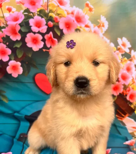 Golden retriever pronta entrega