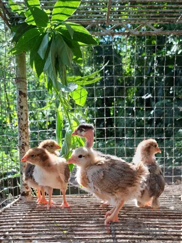 Pintos GSB Balão