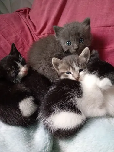 Doação de gatinhos